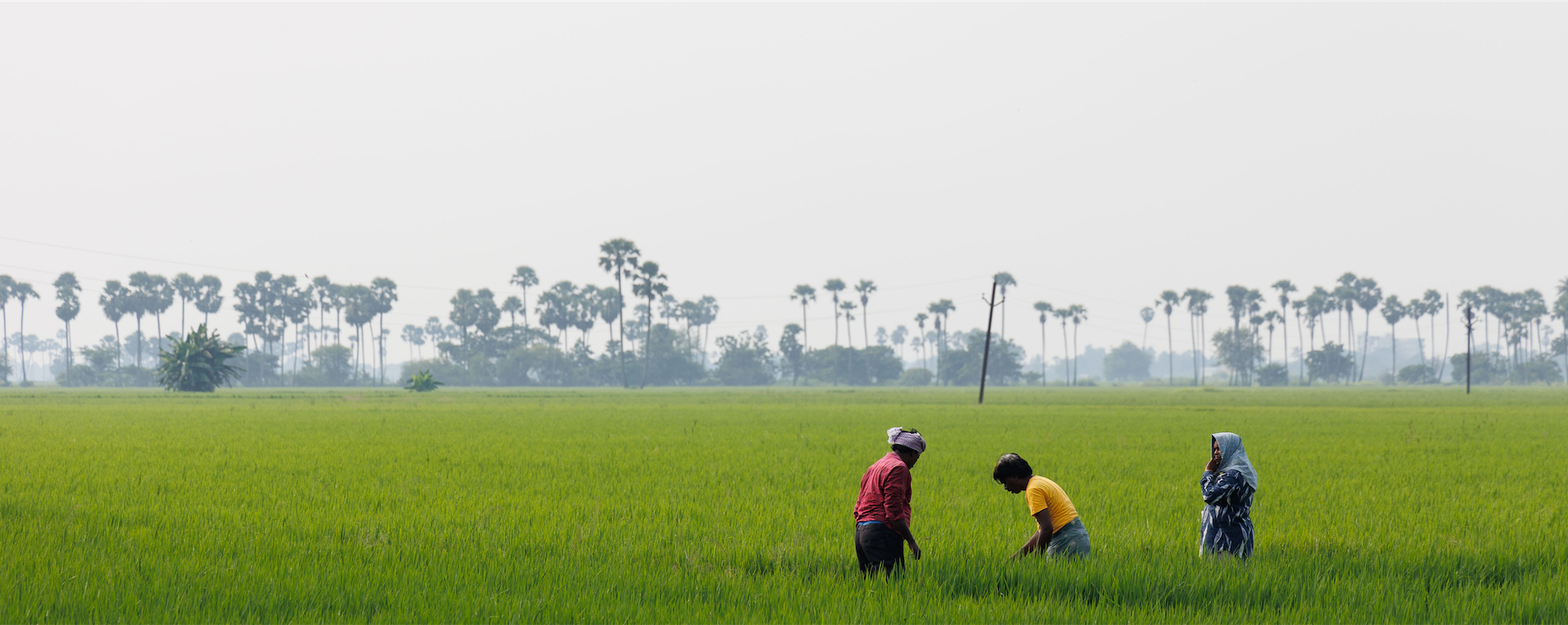 Local community landscape